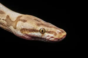 Royal Python Imprime: Royal Python (Python regius) - captive bred Spider Ball Python Morph, Ontario, Canada