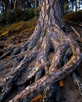 Scotland Nature Photography Imprime: Scots Pine at Glenferness