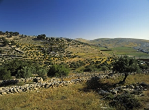 Impresiones de Campo de los Pastores, Belén, Palestina Mapa Imprime: Campo de los Pastores