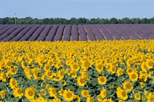Provence Sunflowers Imprime: Sunflower fields