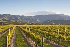 Fui a las filas y paisaje dramático iluminado al atardecer en Blenheim, Marlborough, Sur
