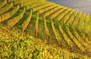 Vineyards At Sunset Imprime: Vineyards around Serralunga DAoAlba at sunset during autumn