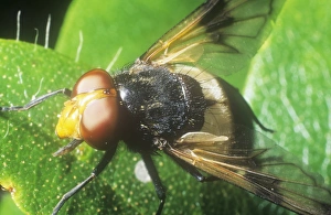 Ashley Cooper Photography Imprime: A close up of a fly