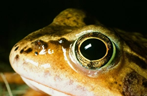 Close Up Frog Photos Imprime: A frog
