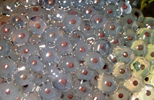 Ashley Cooper Photography Imprime: Frogspawn