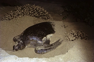 Green Sea Turtle Conservation Imprime: Green turtle digging nesting hole. (Chelonia mydas). Bartolom Island, Galapagos, Ecuador
