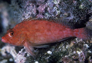 Ocean Creatures Imprime: Hawkfish