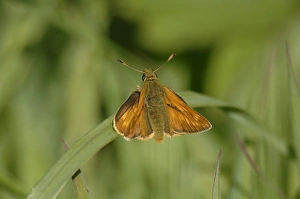 Specialist Stock Images UK Imprime: Large skipper (Ochlodes sylvanus), Pembrokeshire, Wales, UK, Europe