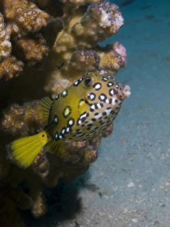 Yellow Boxfish Imprime: Mark Doherty / SplashdownDirect
