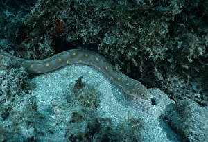 Deep Sea Creatures Images Imprime: Snake Eel