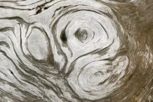 Close Up Tree Trunk Details Imprime: growth patterns on a tree trunk
