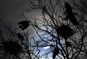 Solar Imprime: Las aves vuelan y se posen en árboles durante un parcial eclipse lunar visto cerca de Bridgwater