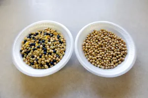 Una muestra de soja no procesado junto con una muestra de limpiada soya