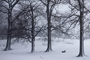 Tranquil Winter Atmosphere Imprime: RTR3DIMH