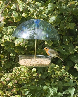 Robins Imprime: 003032