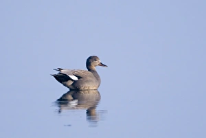 Wildlife Reflection Images Imprime: 003134