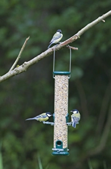 Bird Feeder Photos Imprime: 004397
