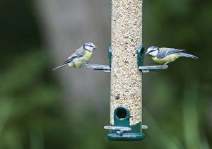 Wildlife Garden Photography Imprime: 004399