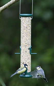 Woodland Bird Photography Imprime: 004400