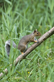 Eastern Gray Squirrel Imprime: 004402