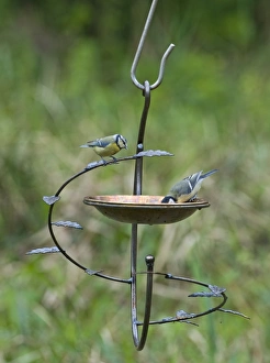 Garden Wildlife Photography Imprime: 004411