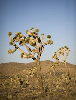 Mojave Desert Scenery Imprime: 005218