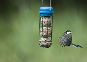 Wildlife Photographer Imprime: 005653