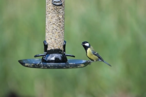 Bird Feeder Photography Imprime: 005691