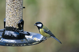 Bird Feeder Photos Imprime: 005693