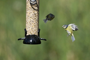 Bird Feeder Photography Imprime: 005703