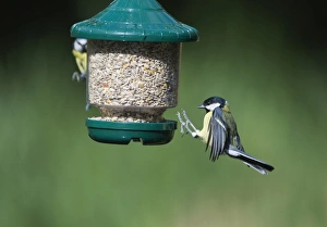 Bird Feeder Photography Imprime: 005707