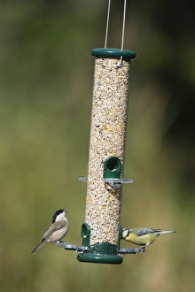 Parus Major Bird Species Imprime: 005712