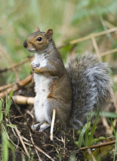 Curious Squirrel Imprime: 005713