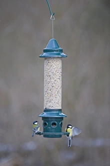 Wildlife Feeding Station Imprime: 005867