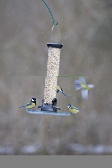 Natural Habitat For Birds Imprime: 005877