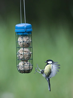 Wildlife Photographer Imprime: 005987