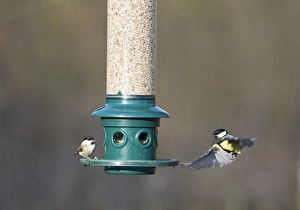 Bird Feeder Photography Imprime: 006272