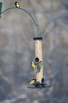 Vibrant Bird Photography Imprime: 006282