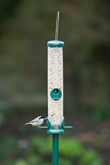 Bird Feeder Photos Imprime: 006462