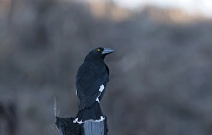 Australian Native Birds Imprime: 007067