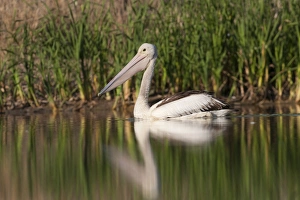 Australian Pelican Imprime: 007068