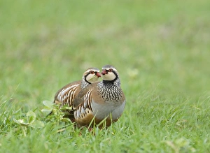 Winter Bird Species UK Imprime: 02020dt