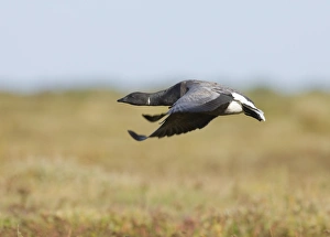 North Norfolk Wildlife Imprime: 02401dt