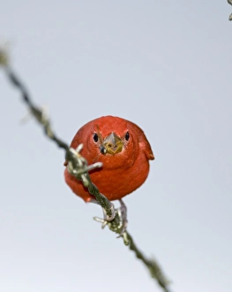 Panama Bird Species Imprime: 02409dt