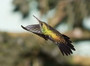 David Tipling Wildlife Photography Imprime: 02420dt