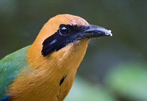 Impresiones de Motmot Rufos de Cuello Rojo Baryphthengus martii Semirufesciente Casa en el Tejado El Valle Panamá Motmots Imprime: 02429dt