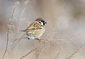 David Tipling Bird Photographer Imprime: 02453dt