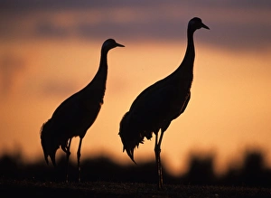David Tipling Photographer Imprime: Common Cranes