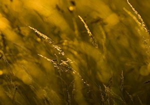 David Tipling Wildlife Photographer Imprime: Grass at sunset