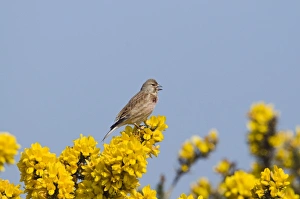 Linnet Bird Imprime: linnet